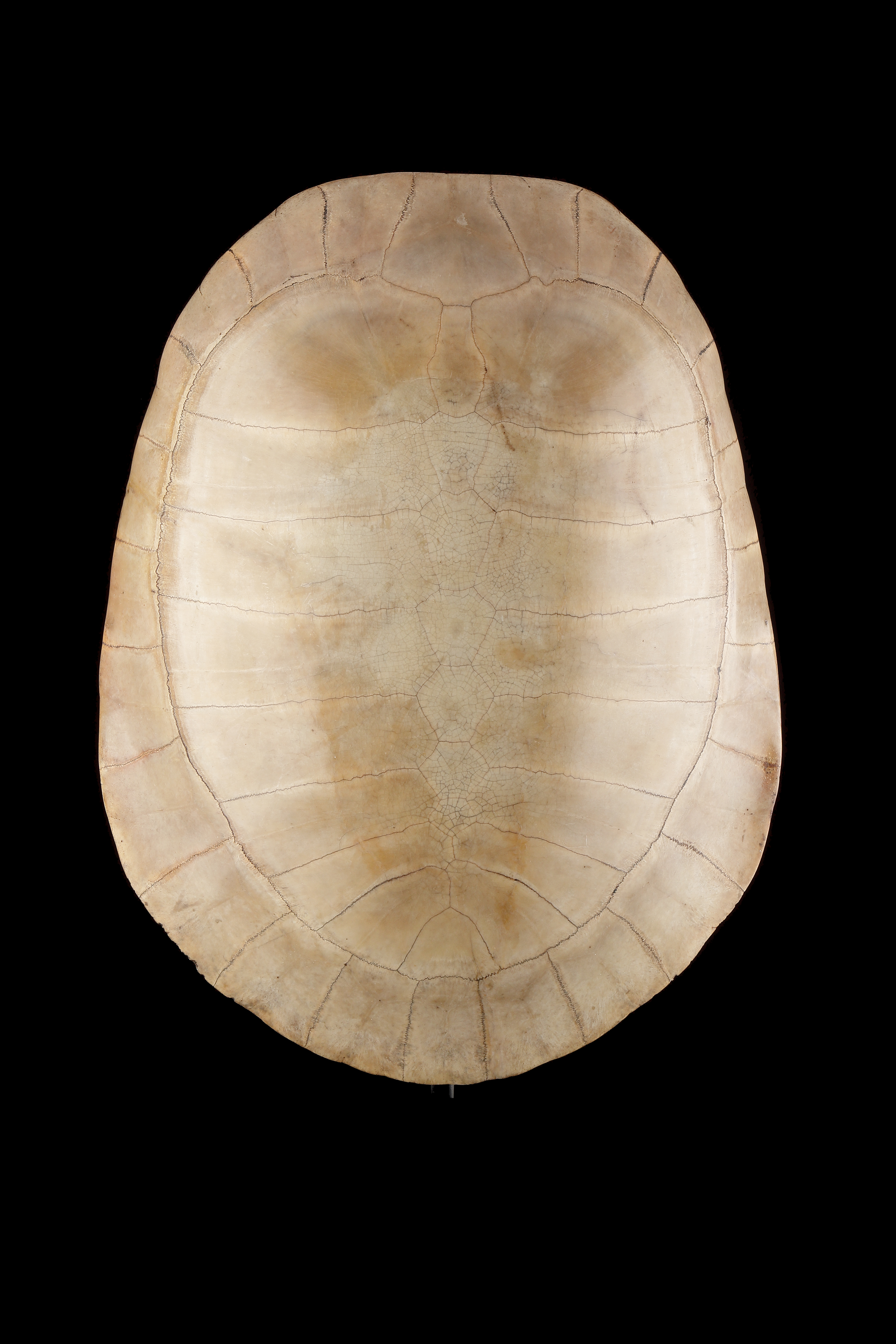 Blond Shell of a South American Amazonian Arrau River Turtle ‘Podocnemis Expansa’
